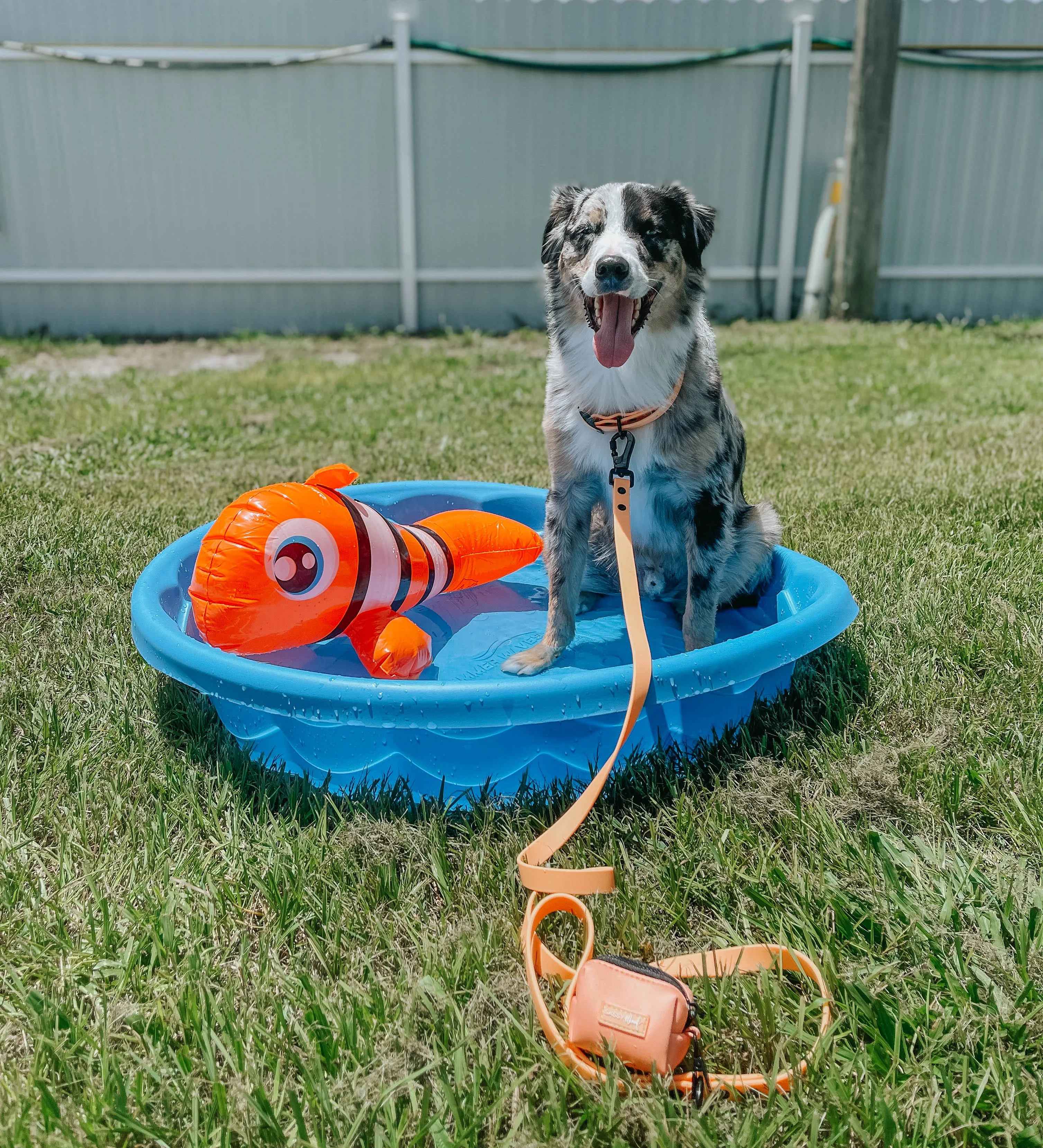 Dog Waterproof Collar - Orange