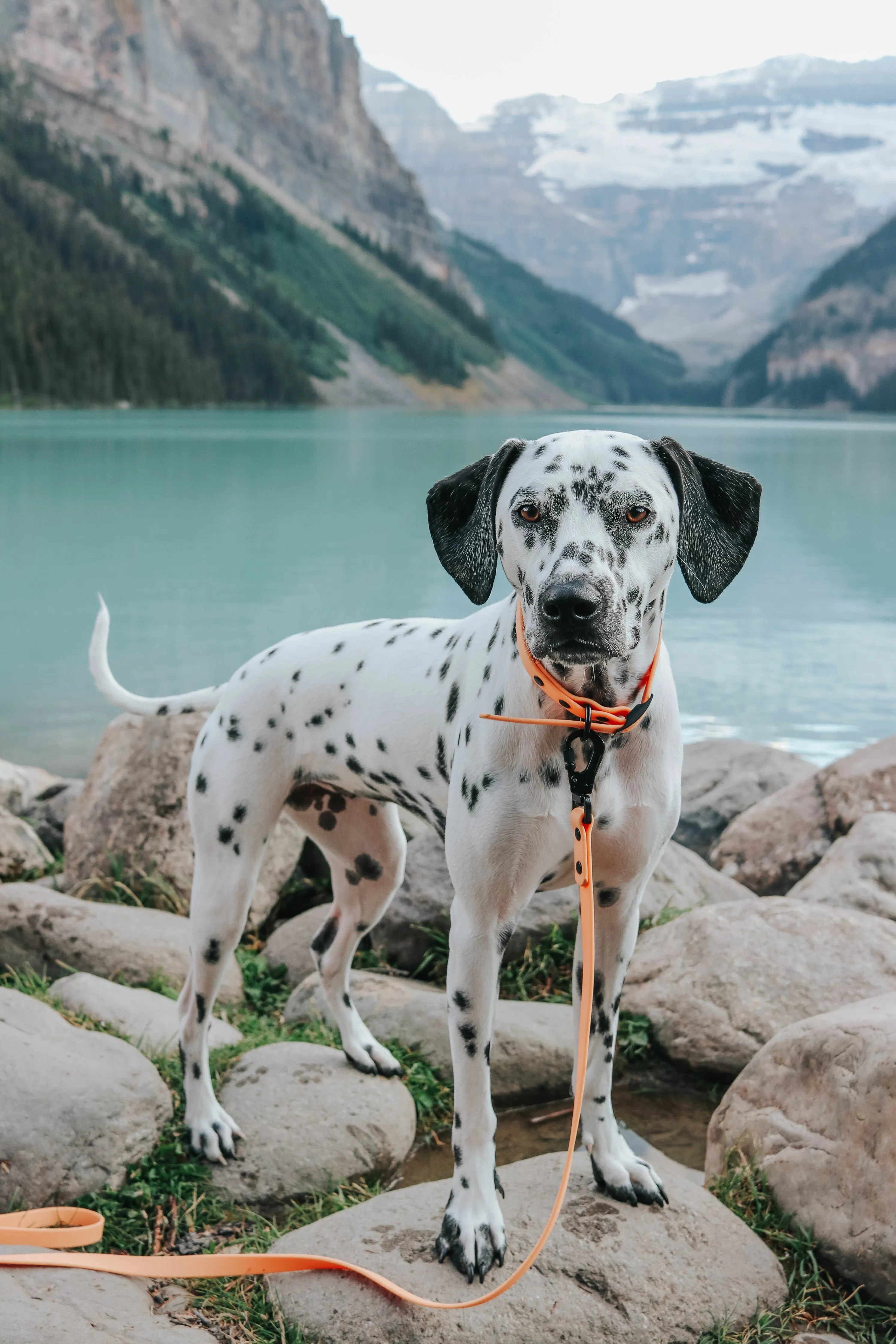 Dog Waterproof Collar - Orange