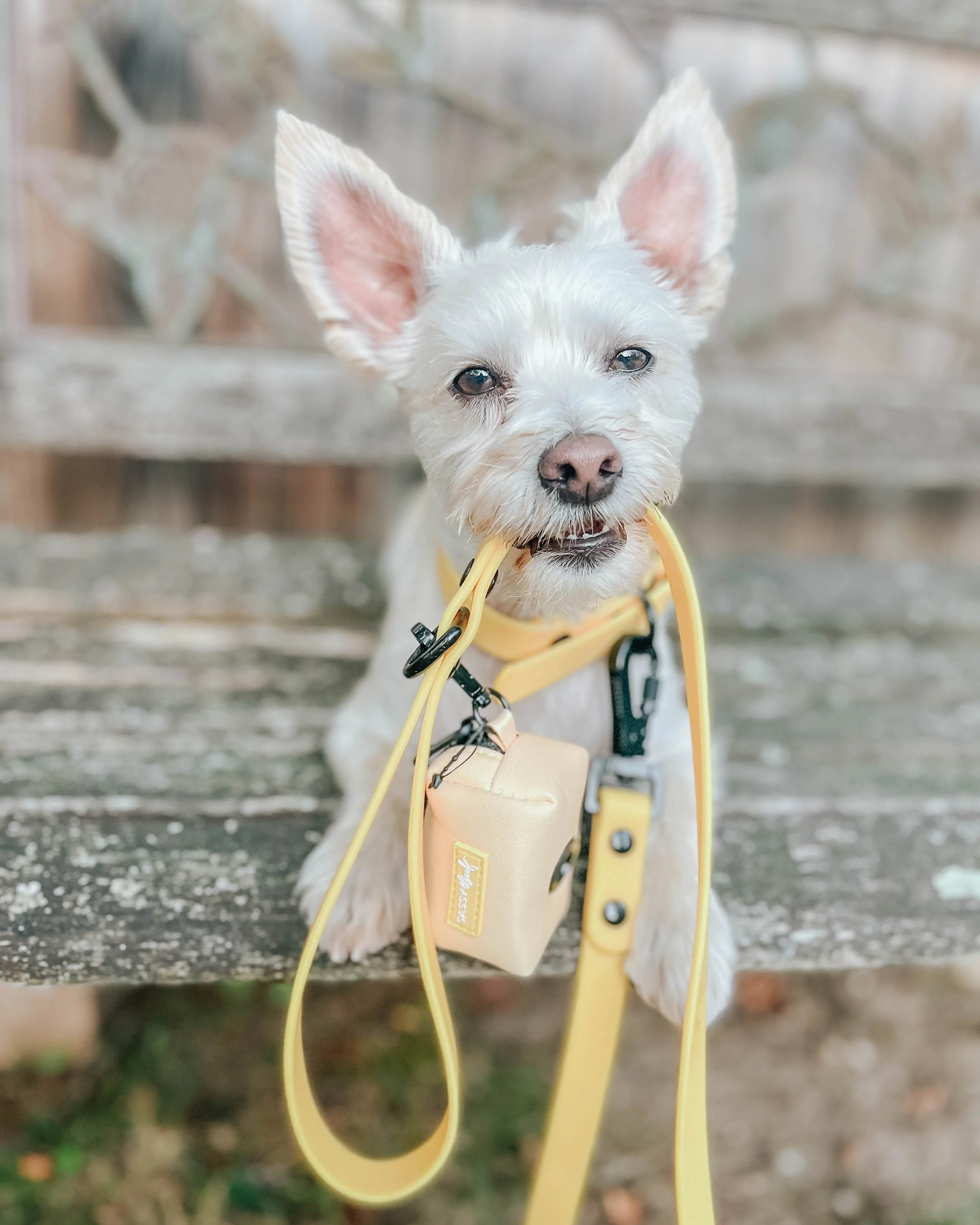 Dog Waterproof Collar - Yellow