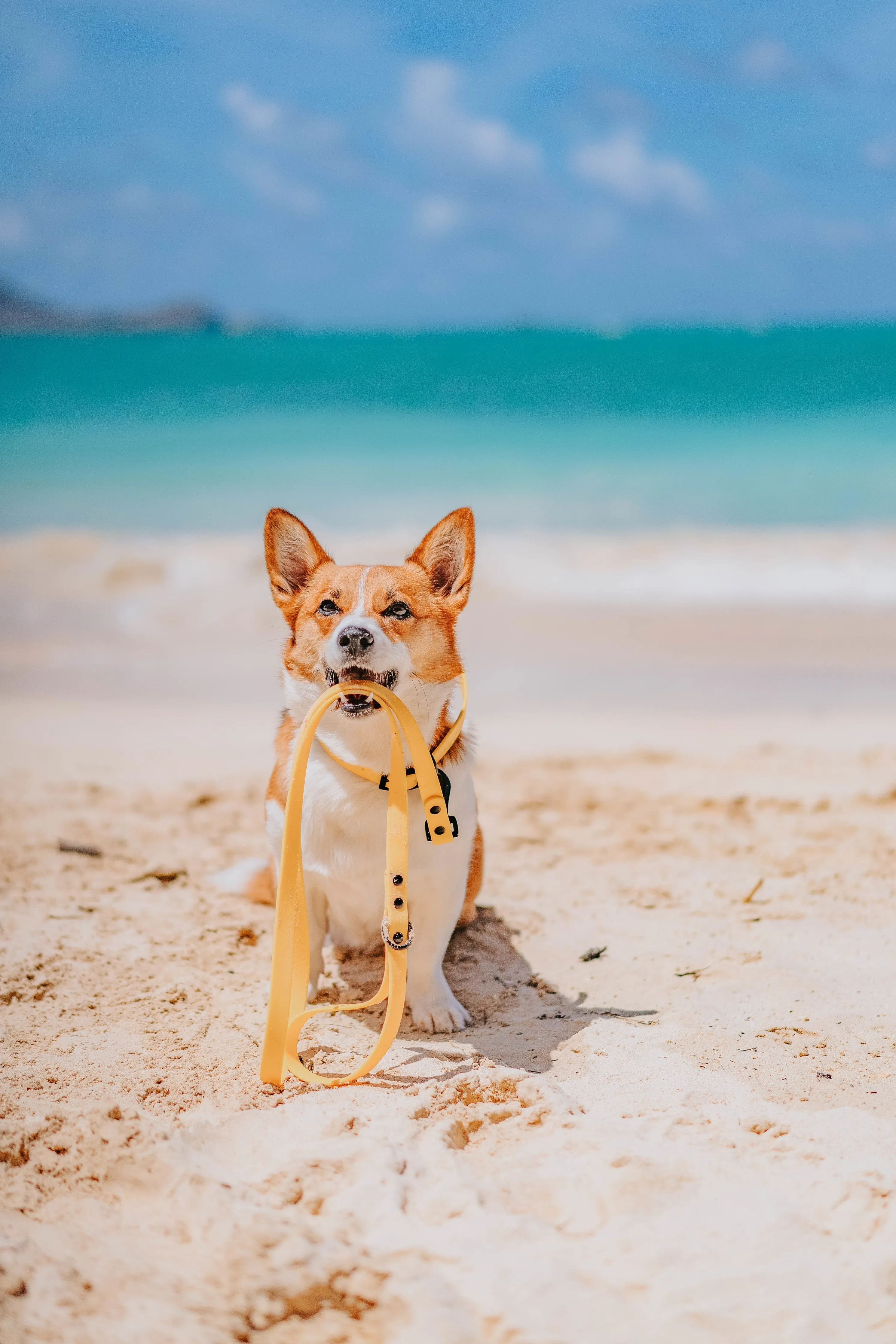 Dog Waterproof Collar - Yellow