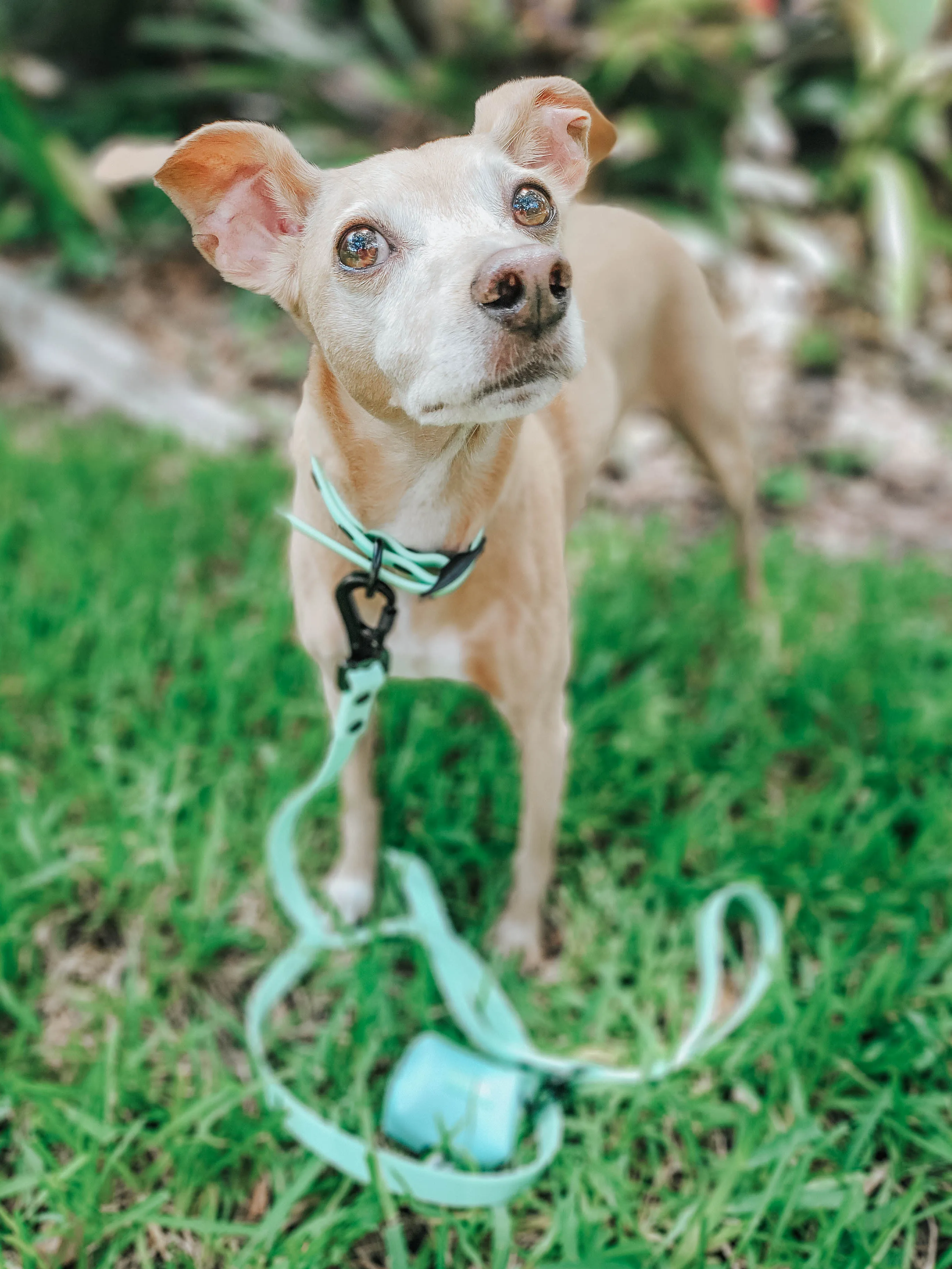 Dog Waterproof Leash - Green