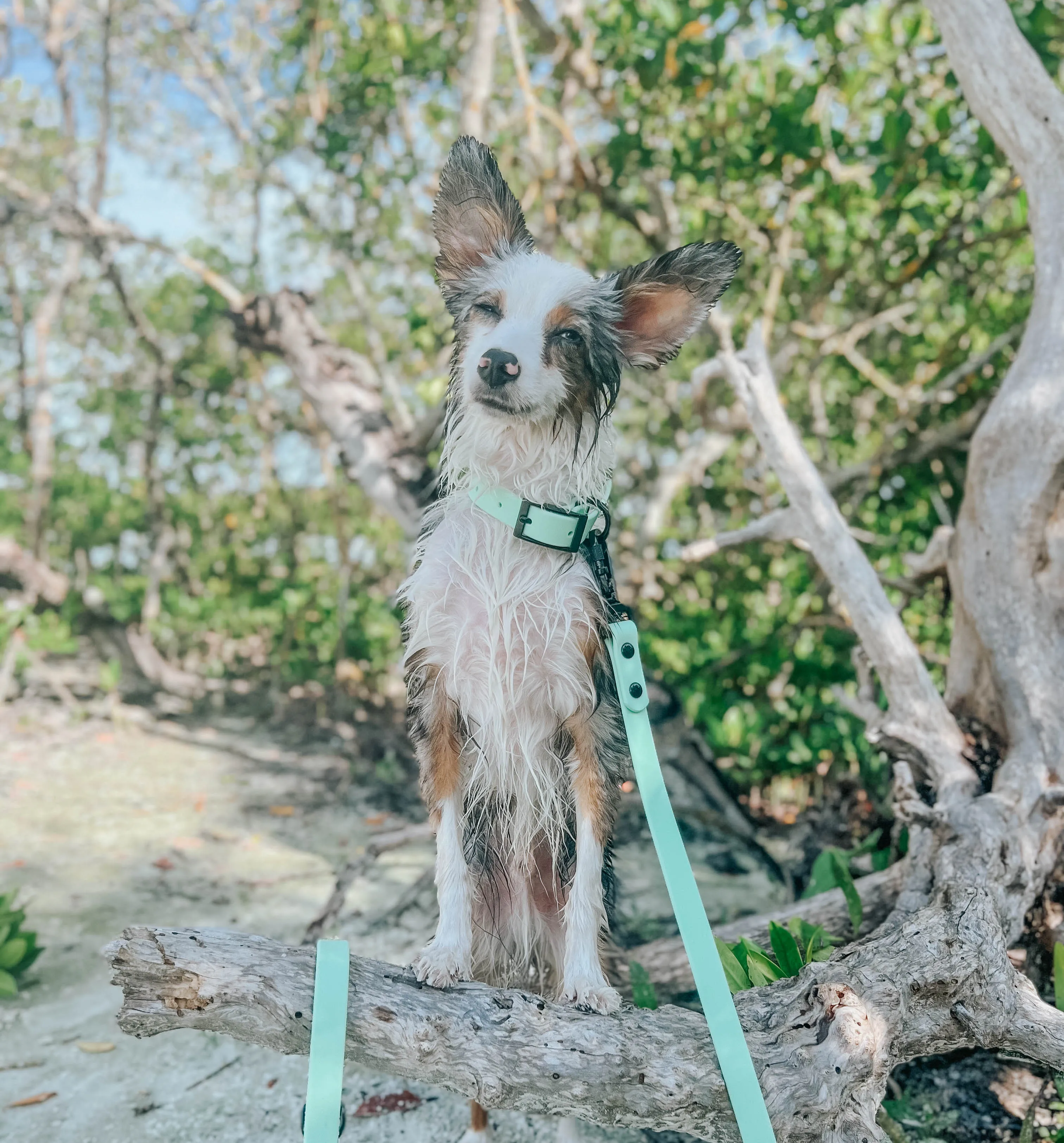 Dog Waterproof Leash - Green