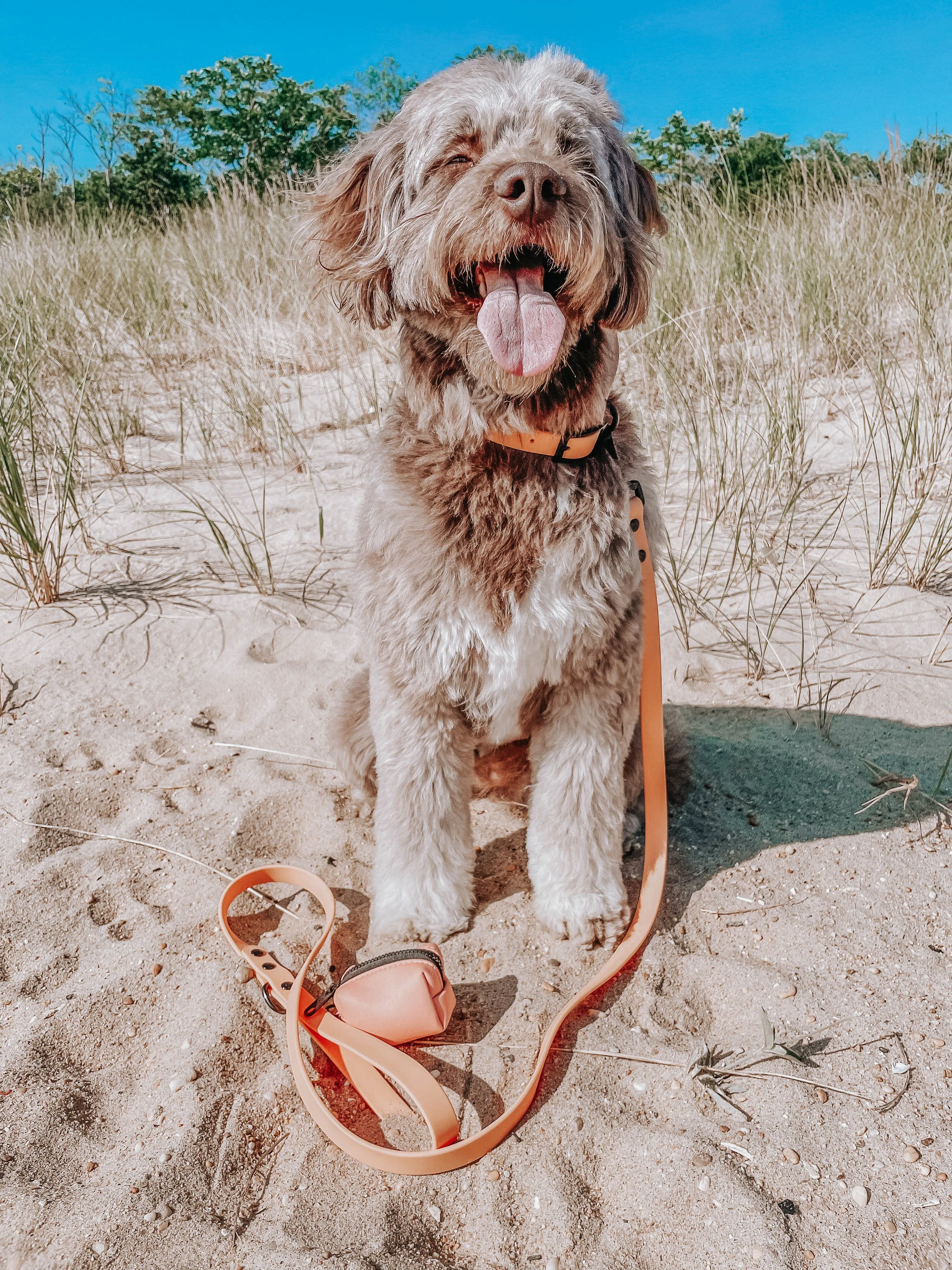 Dog Waterproof Leash - Orange