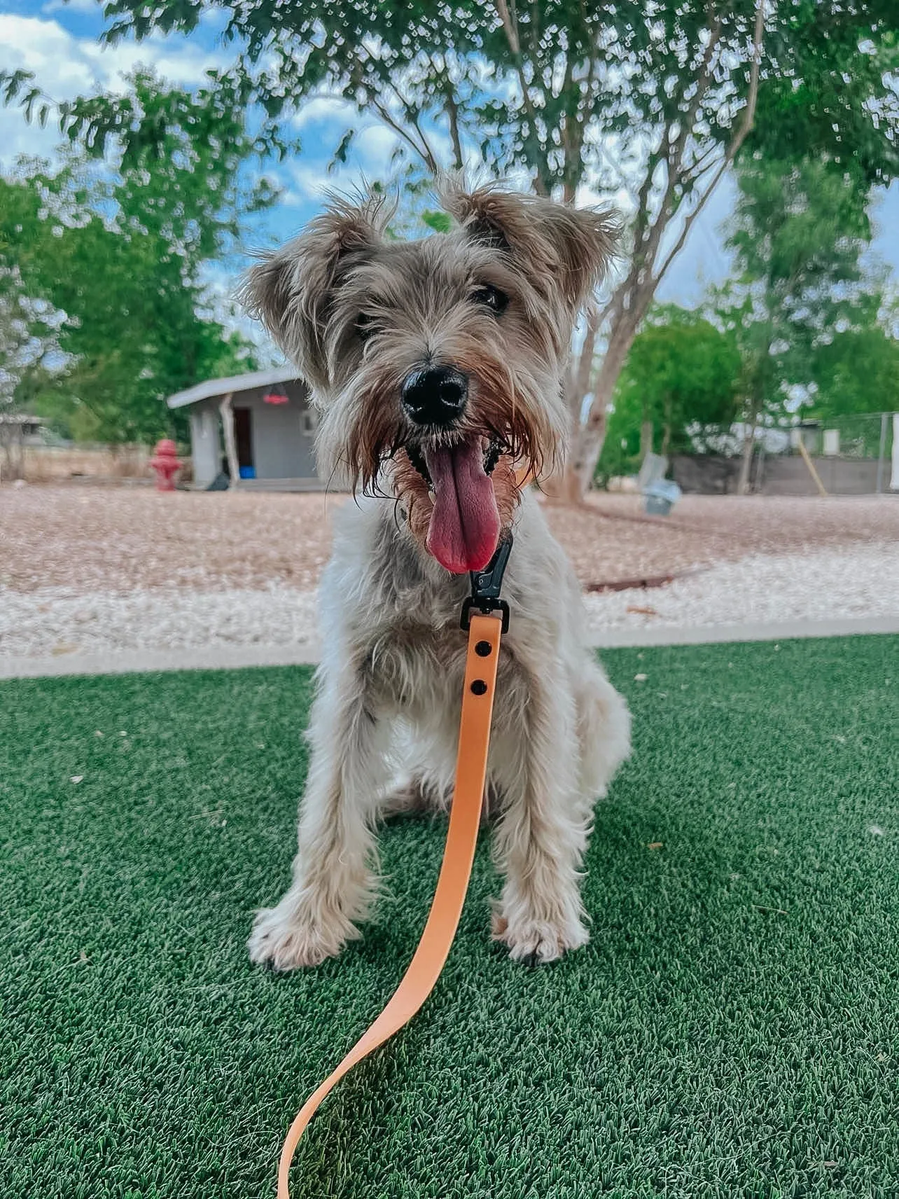 Dog Waterproof Leash - Orange