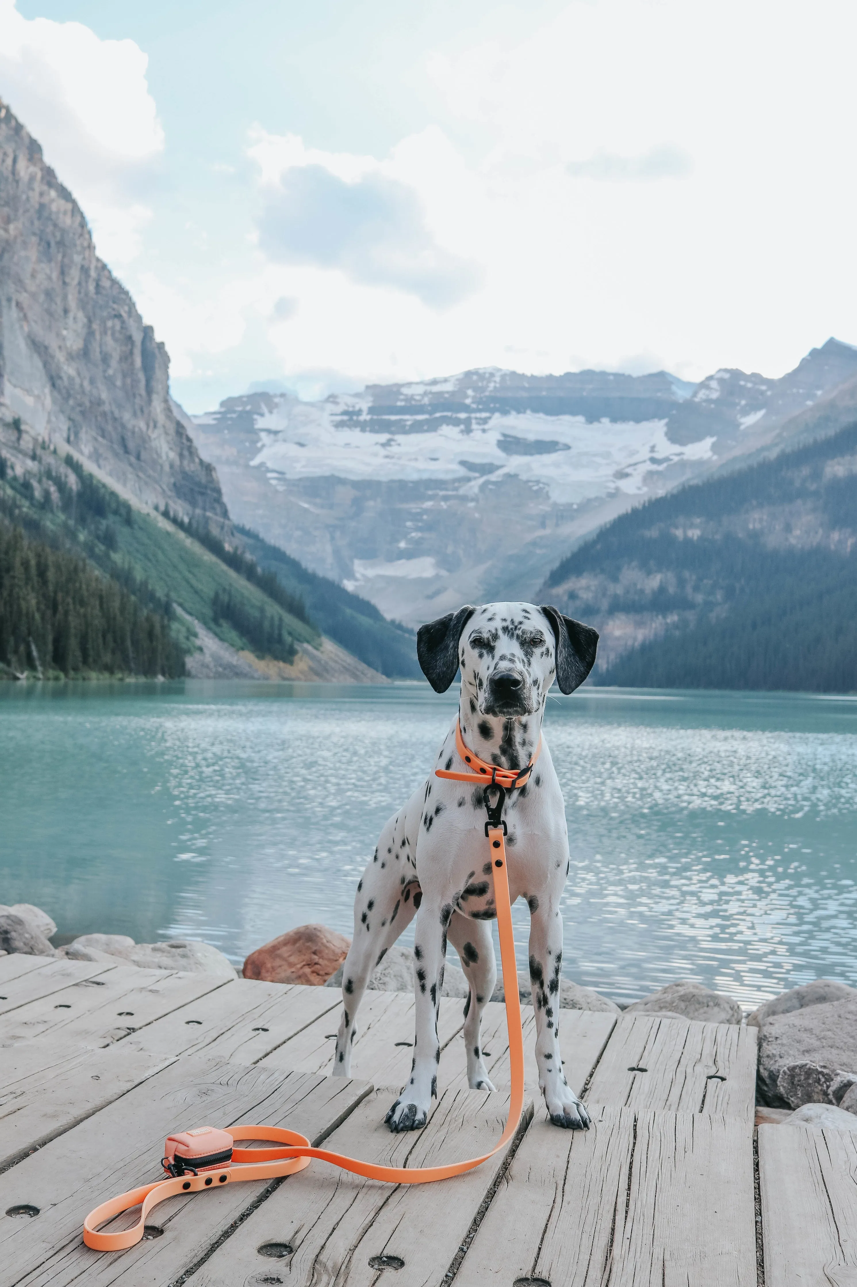 Dog Waterproof Leash - Orange