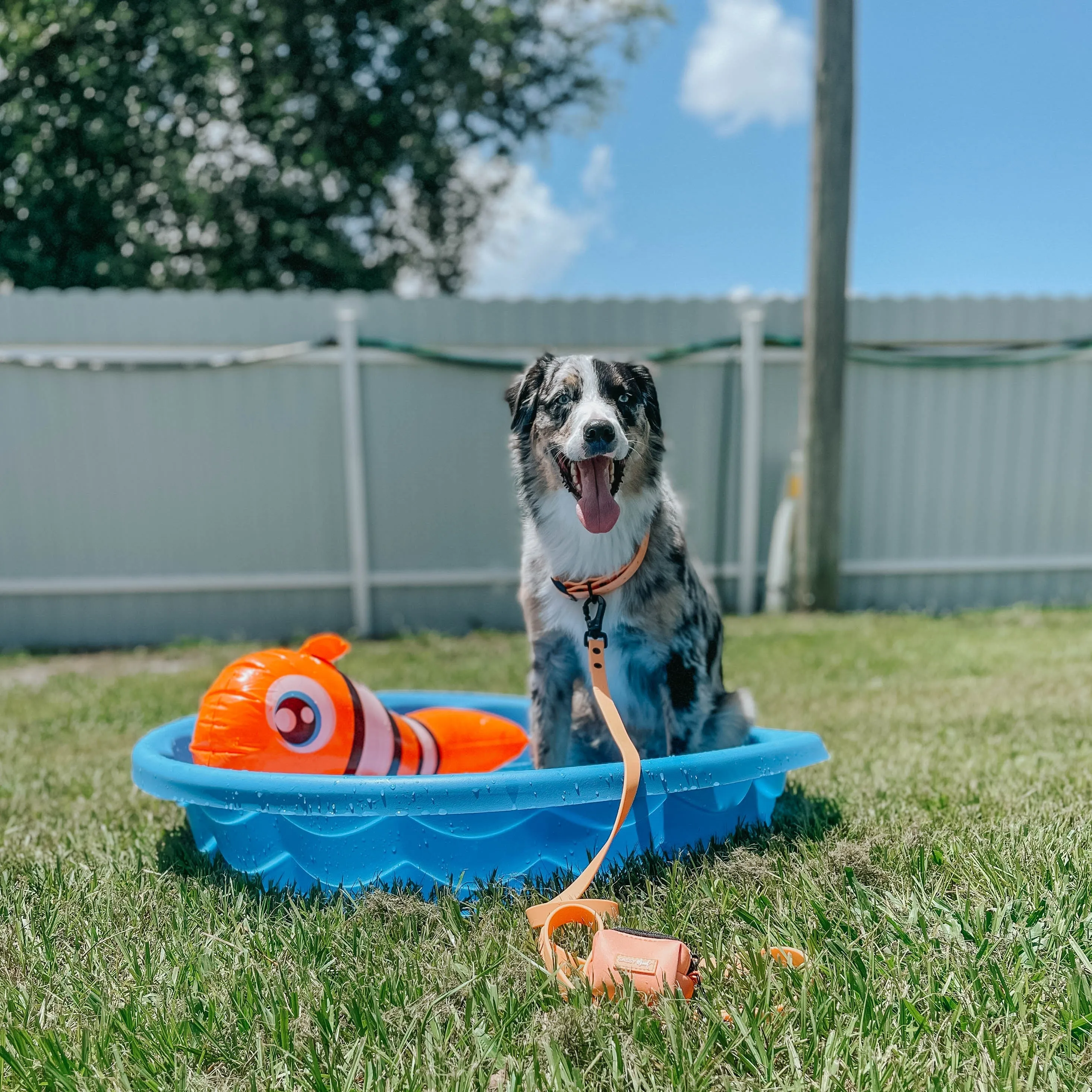 Dog Waterproof Leash - Orange