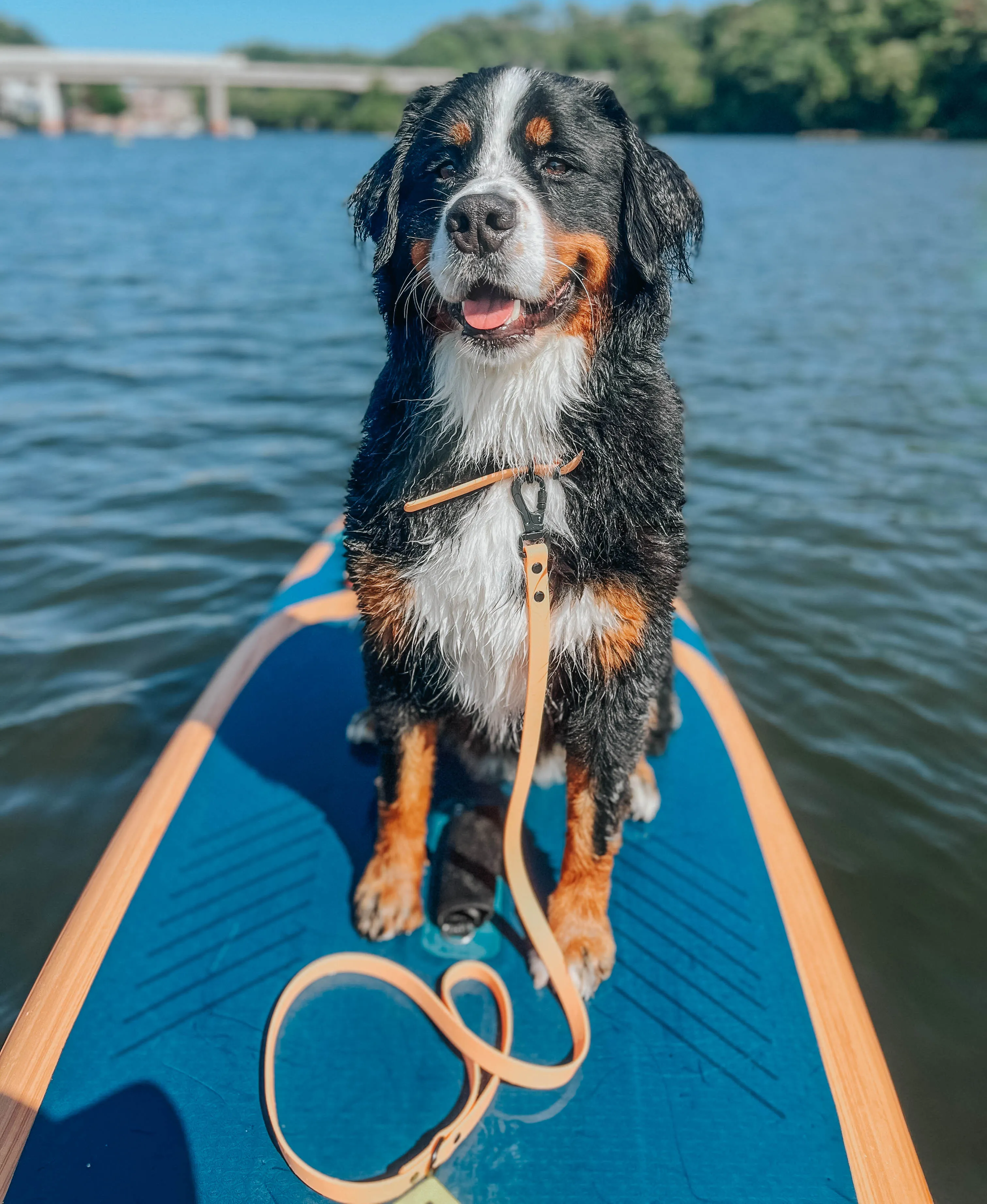 Dog Waterproof Leash - Orange