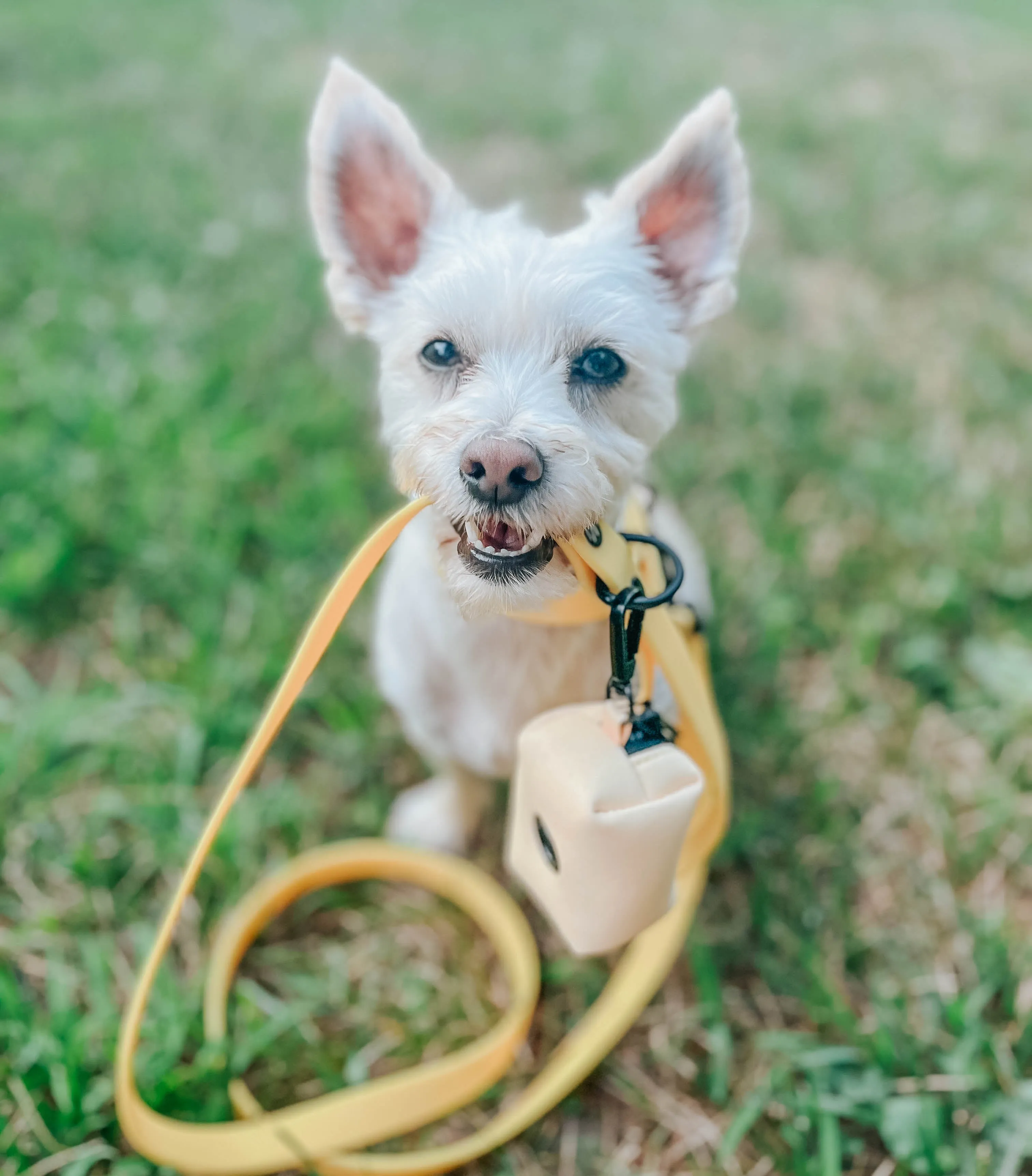 Dog Waterproof Leash - Yellow