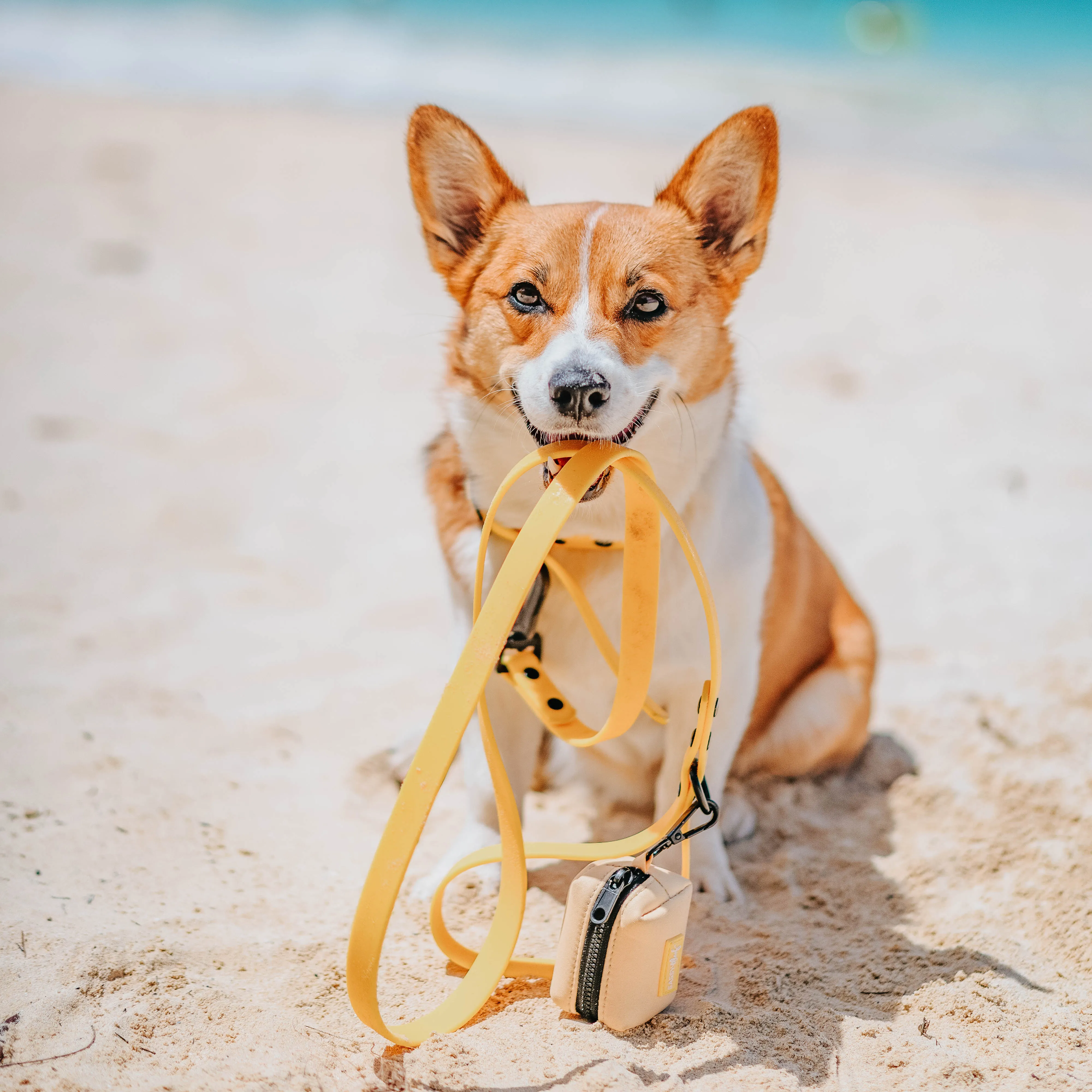 Dog Waterproof Leash - Yellow