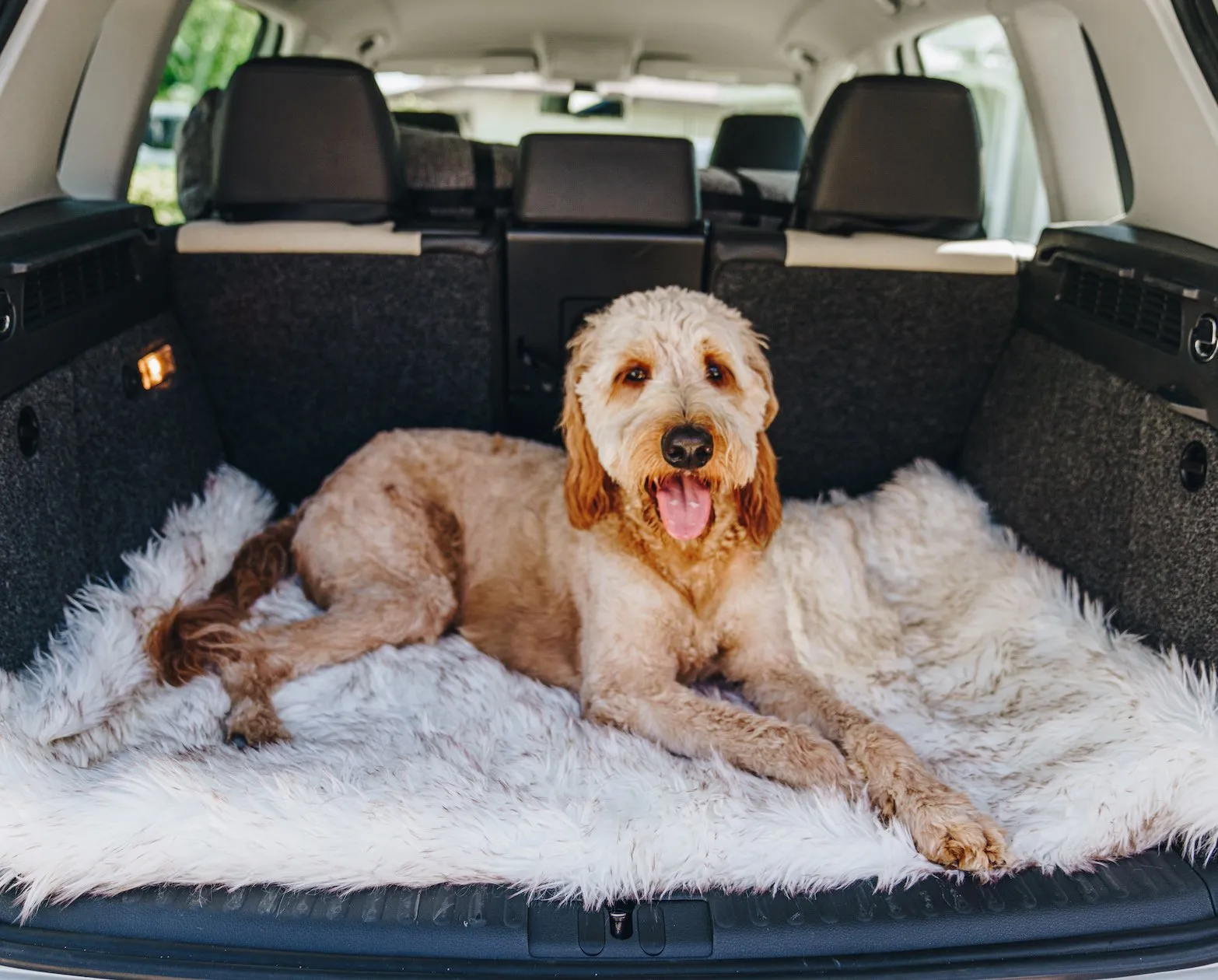 PupRug by Paw.com™ Portable Orthopedic Dog Bed - White with Brown Accents