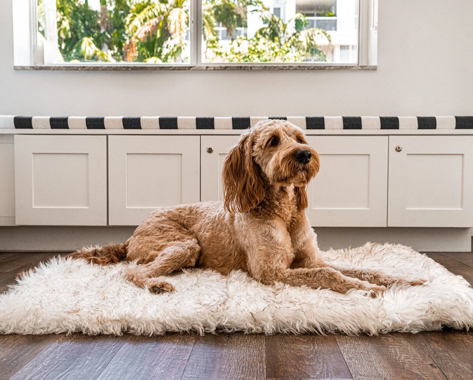 PupRug by Paw.com™ Portable Orthopedic Dog Bed - White with Brown Accents